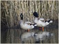 Mlakarica_Mallard_02.jpg