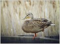 Mlakarica_Mallard_03.jpg
