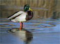 Mlakarica_Mallard_05.jpg