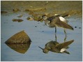 Mocvirski_martinec_Wood_sandpiper_01.jpg