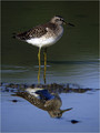 Mocvirski_martinec_Wood_sandpiper_03.jpg