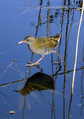 Mokoz_Water_rail_01.jpg