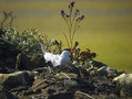 Navadna_cigra_Common_tern_01.jpg