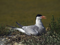Navadna_cigra_Common_tern_02.jpg