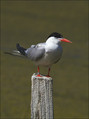 Navadna_cigra_Common_tern_03.jpg