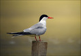 Navadna_cigra_Common_tern_04.jpg