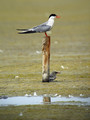 Navadna_cigra_Common_tern_05.jpg