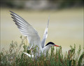 Navadna_cigra_Common_tern_06.jpg