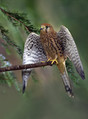 Navadna_postovka_Common_kestrel_01.jpg