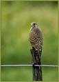 Ime datoteke=Navadna_postovka_Common_kestrel_03.jpg
Velikost datoteke=265KB
Dimenzija=570x790
Datum objave=24.12.2007 Navadna_postovka_Common_kestrel_03.jpg