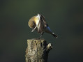 Navadni_kupcar_Wheatear_02.jpg