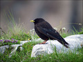 Planinska_kavka_Alpine_chough_01.jpg