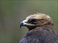 Planinski_orel_Golden_eagle_02.jpg