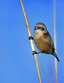 Plasica_Penduline_tit_01.jpg