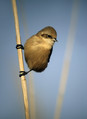Plasica_Penduline_tit_02.jpg