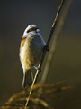 Plasica_Penduline_tit_03.jpg