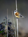 Plasica_Penduline_tit_04.jpg