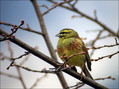 Plotni_strnad_Cirl_bunting_01.jpg