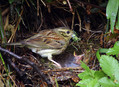 Plotni_strnad_Cirl_bunting_02.jpg