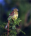 Plotni_strnad_Cirl_bunting_03.jpg