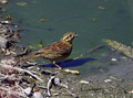 Plotni_strnad_Cirl_bunting_04.jpg