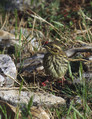 Plotni_strnad_Cirl_bunting_06.jpg
