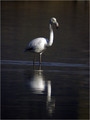plamenec_Greater_flamingo_02.jpg