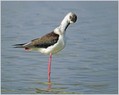 Polojnik_Black_winged_stilt_01.jpg