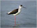 Polojnik_Black_winged_stilt_02.jpg