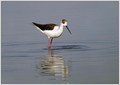 Polojnik_Black_winged_stilt_04.jpg