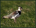 Priba_Lapwing_01.jpg