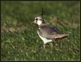 Priba_Lapwing_02.jpg