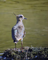 Priba_Lapwing_04.jpg