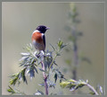 Prosnik_Stonechat_01.jpg