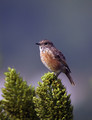 Prosnik_Stonechat_03.jpg
