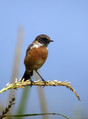 Prosnik_Stonechat_06.jpg