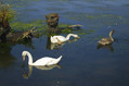 Labod_grbec_Mute_swan_Cygnus_olor_01.jpg