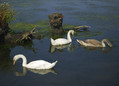 Labod_grbec_Mute_swan_Cygnus_olor_02.jpg