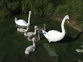 Labod_grbec_Mute_swan_Cygnus_olor_03.jpg