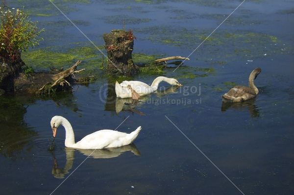 Klikni za ogled večje slike