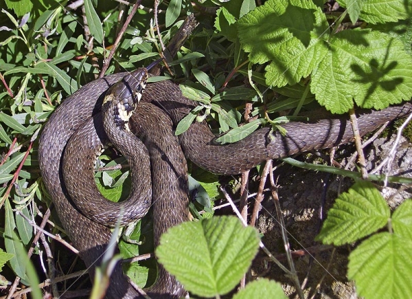 Klikni za ogled večje slike