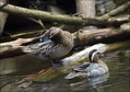 Reglja_Garganey_02.jpg