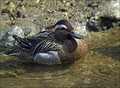 Reglja_Garganey_03.jpg