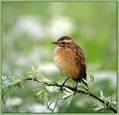 Repajlscica_Whinchat_01.jpg