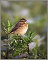 Repajlscica_Whinchat_02.jpg