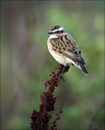 Repajlscica_Whinchat_03.jpg
