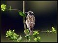 Repajlscica_Whinchat_05.jpg