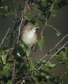 Rjava_penica_Whitethroat_01.jpg
