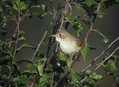 Rjava_penica_Whitethroat_02.jpg