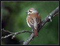 Rjavi_srakoper_Red_backed_shrike_01.jpg